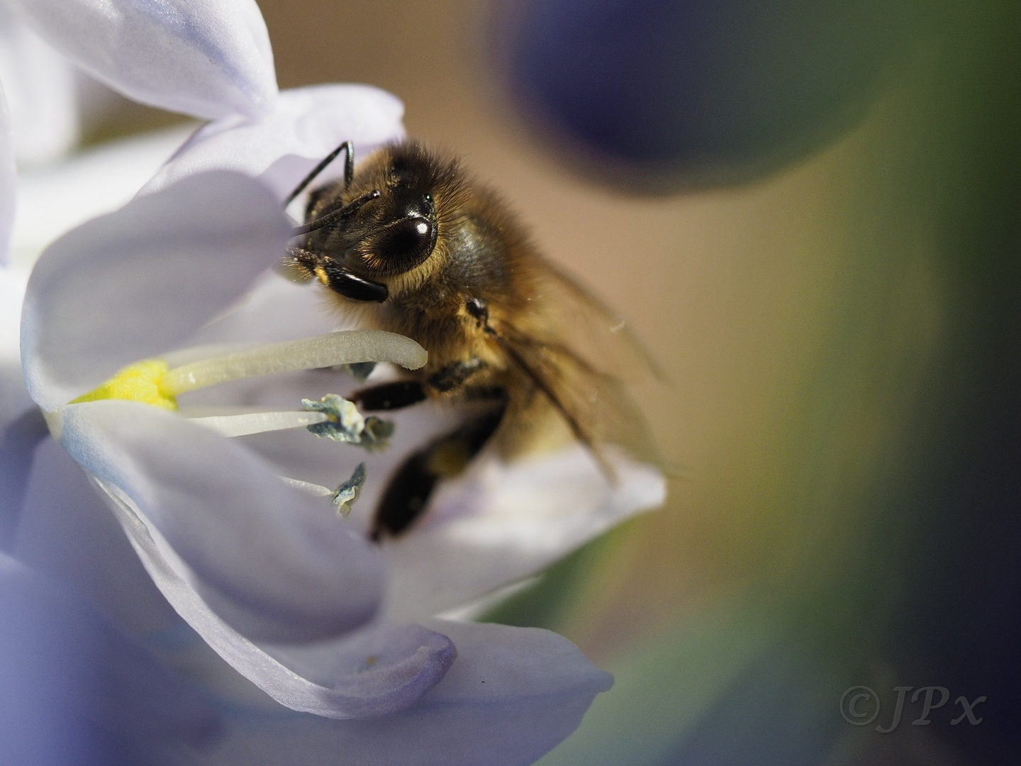 Erster Ausflug dieses Jahr: Honigbiene 2