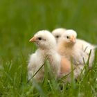 Erster Ausflug in den Garten