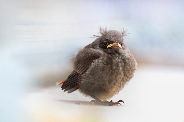 Erster Ausflug von Junior Hausrotschwanz