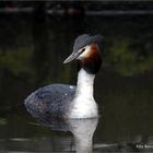 Erster Besuch bei den Haubentauchern ...