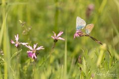 erster Besuch bei den Schmetterlingen(2)