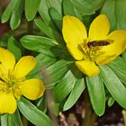 Erster Besucher im zweiten Sonnenlicht