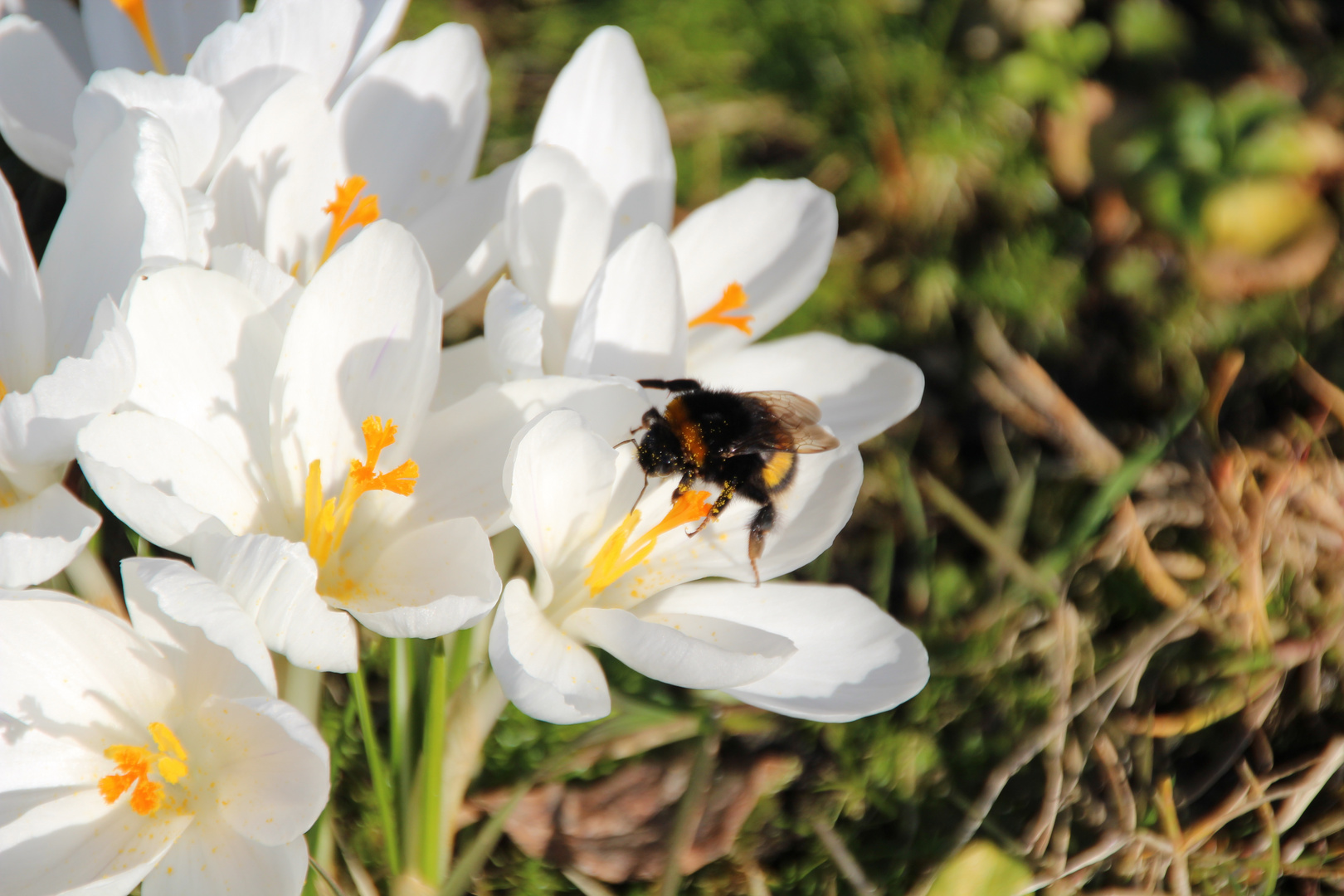 erster Bienenflug im März