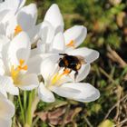 erster Bienenflug im März