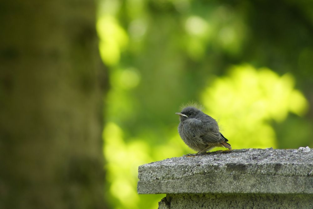 Erster Eindruck von badhall - hapi 