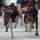 erster Eindruck vom Schlittenhunderennen