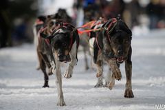 erster Eindruck vom Schlittenhunderennen