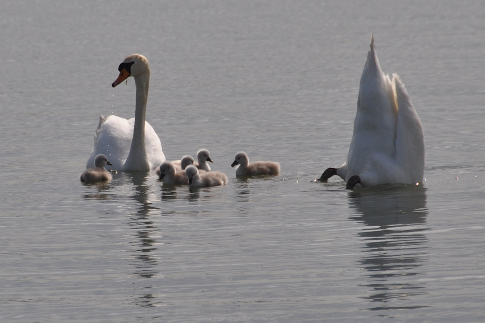 erster     FAMILIENausflug