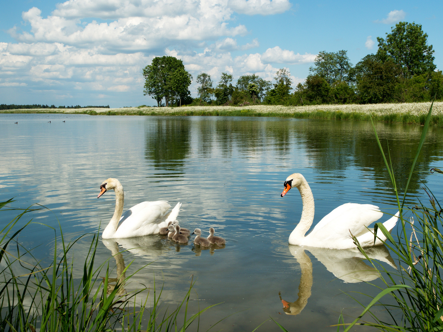 erster Familienausflug für die Schwanenküken