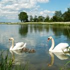 erster Familienausflug für die Schwanenküken