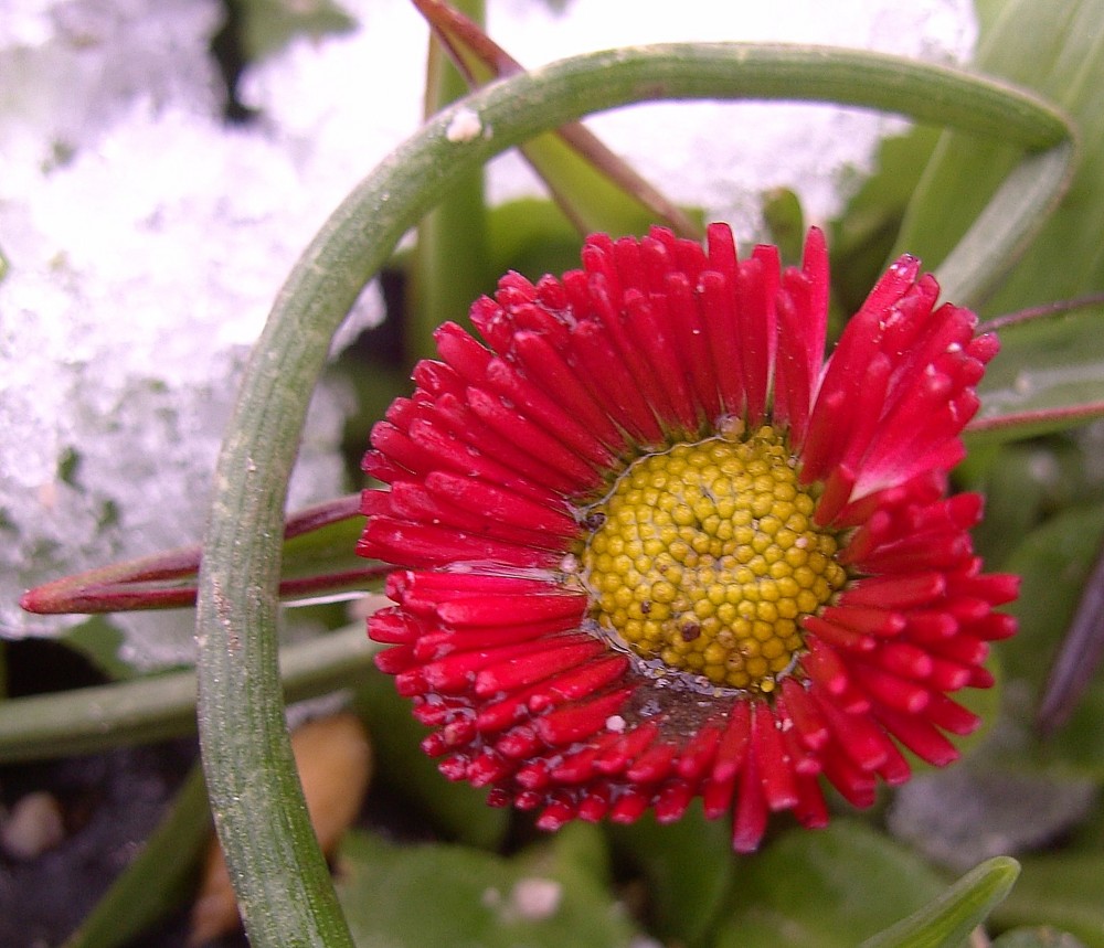 Erster Farbtupfer nach einem grauen Winter