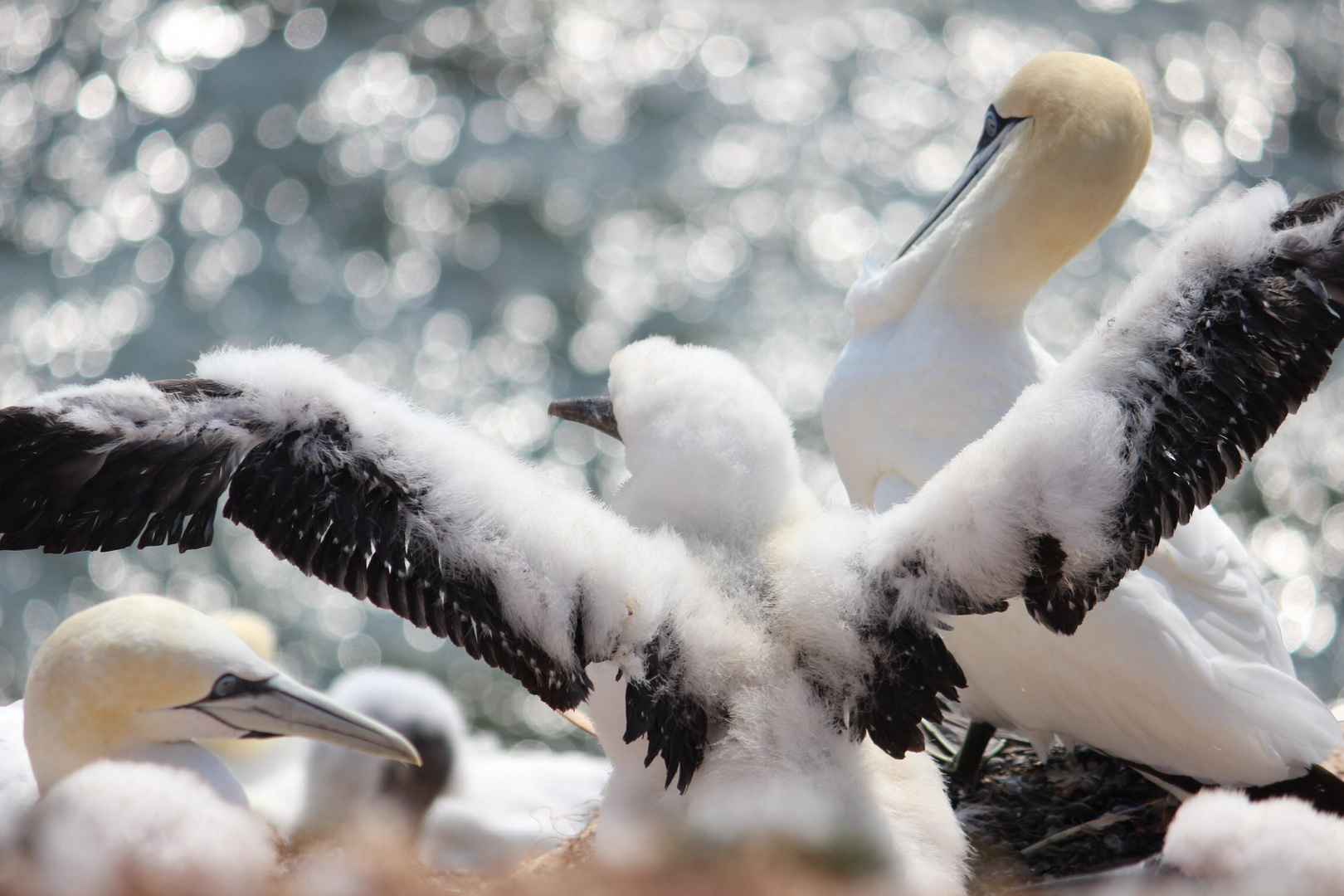 Erster Flug?