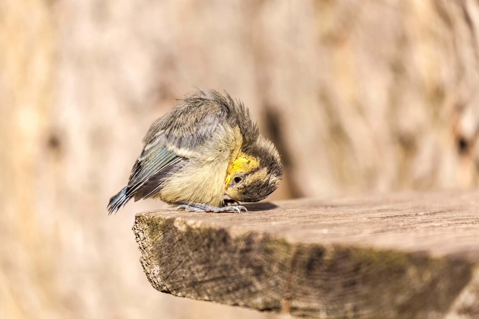 Erster Flugversuch