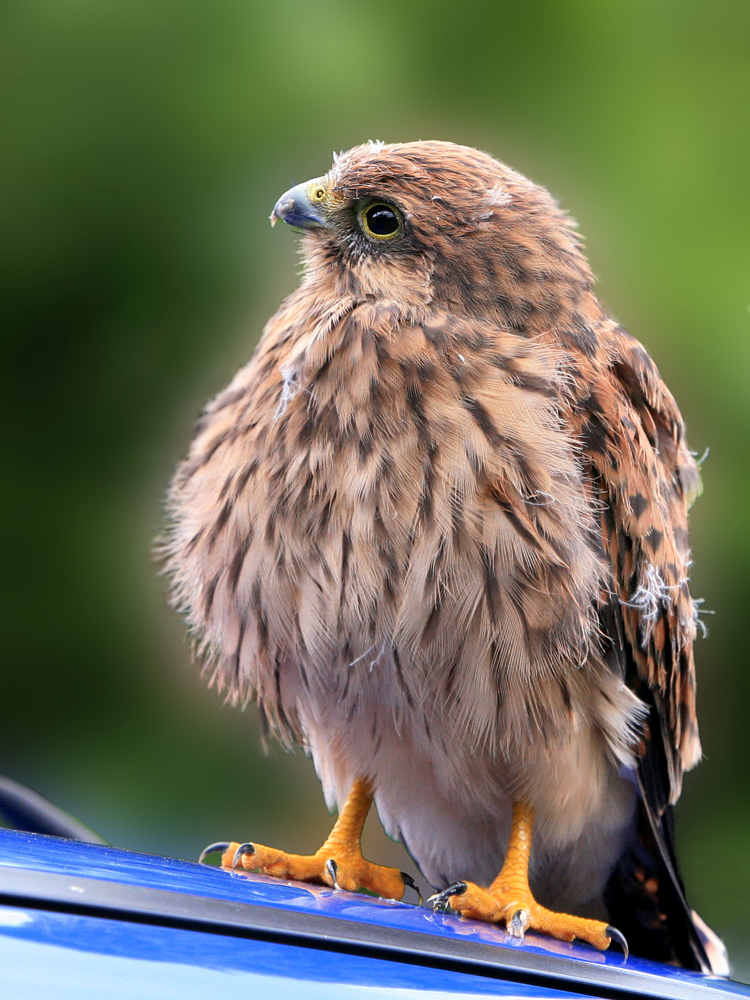 erster Flugversuch mit Notlandung