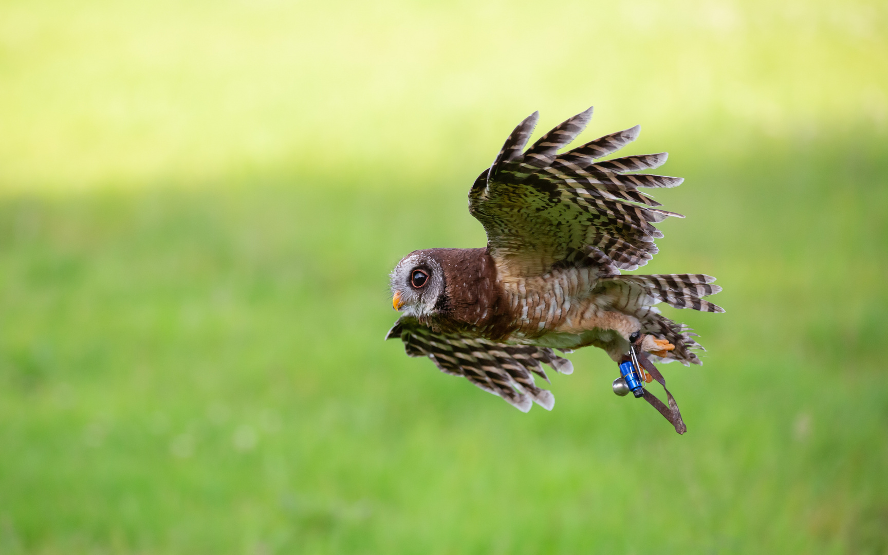 Erster Freiflug