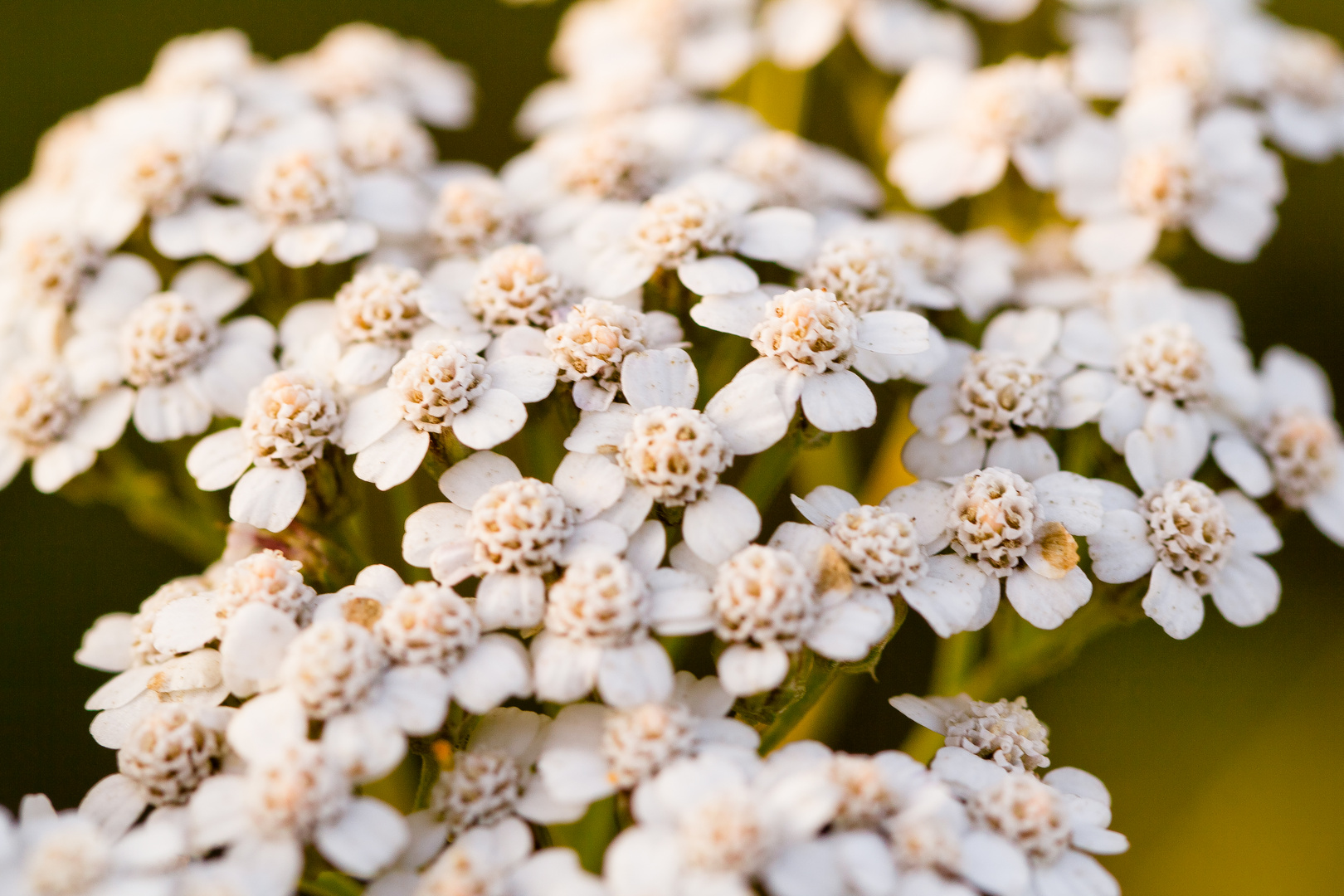 erster Freihand-Versuch mit meinem neuem Macro :)