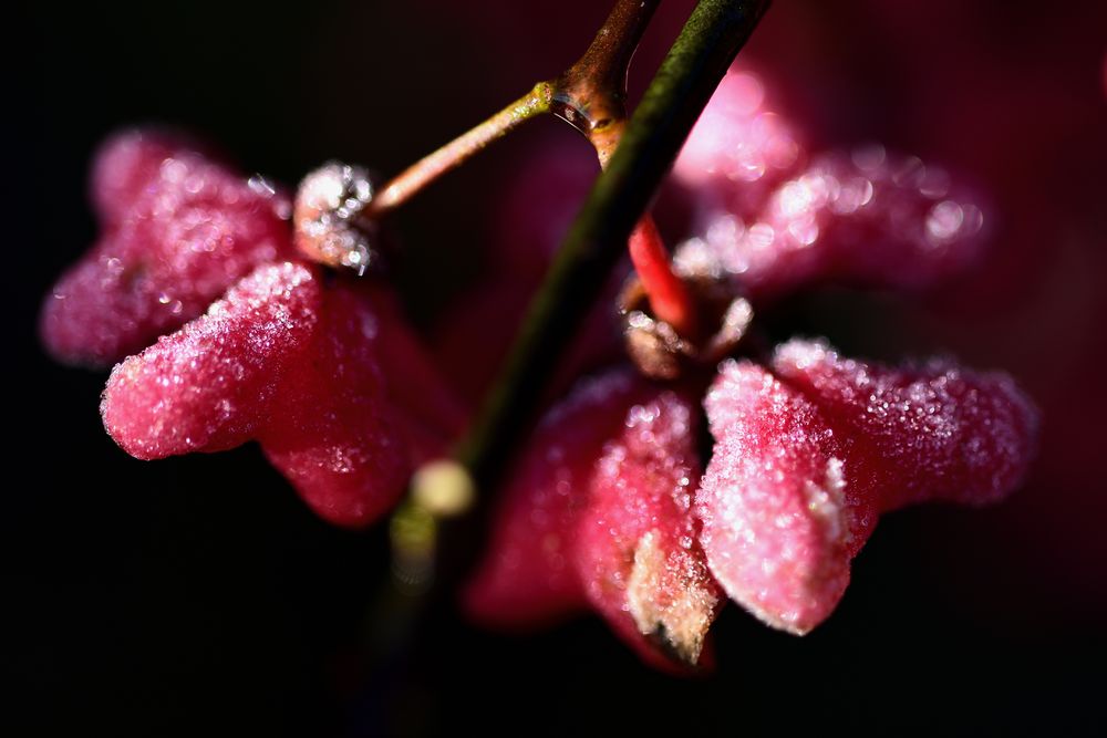 Erster Frost ...