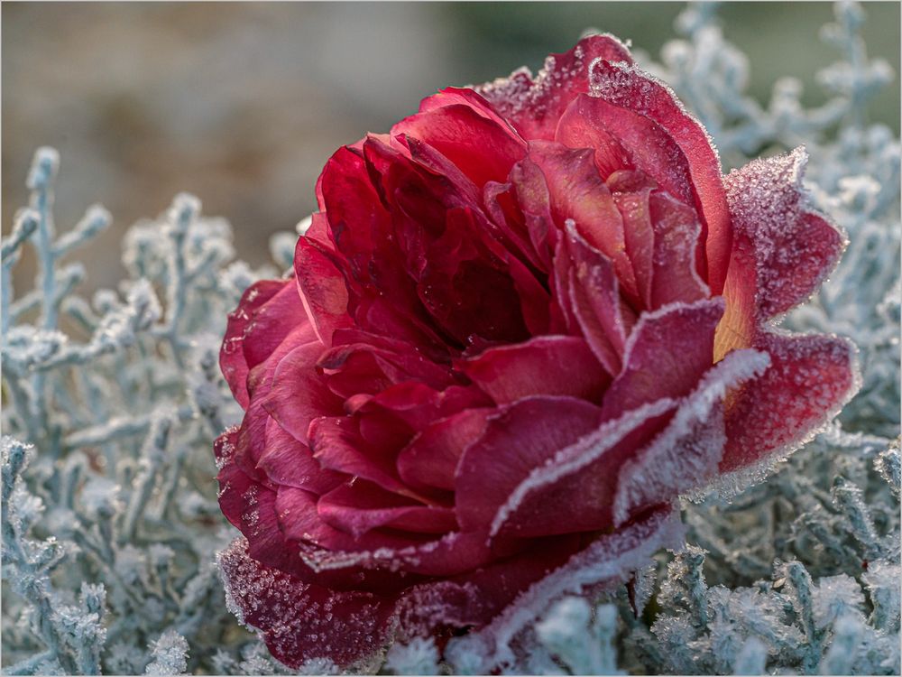 Erster Frost Foto & Bild pflanzen, pilze & flechten, blüten