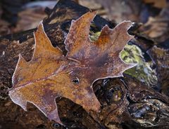 Erster Frost