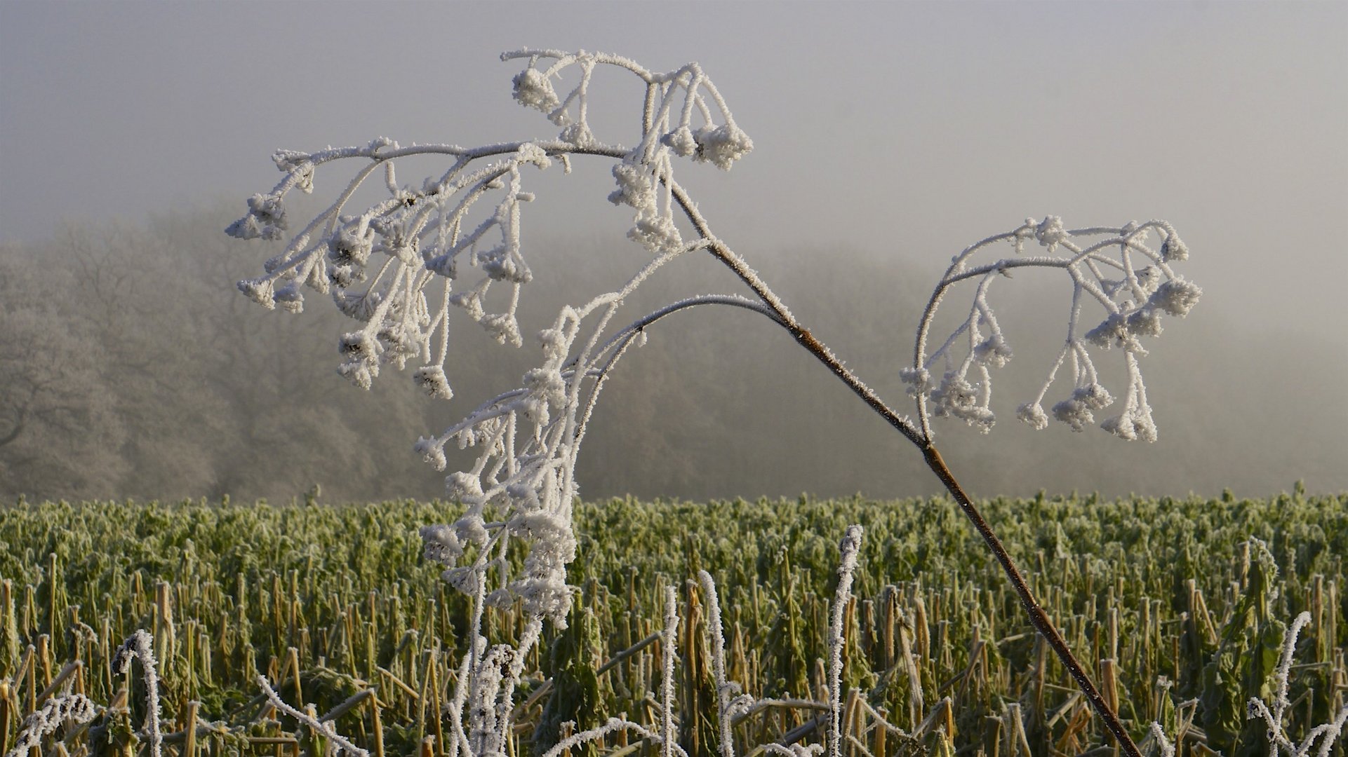 Erster Frost