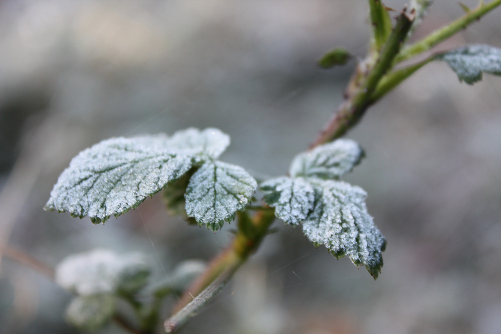 Erster Frost 2009