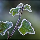 erster frost 2013......