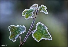 erster frost 2013......