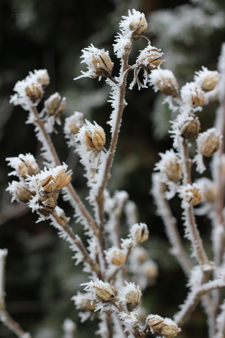 erster Frost