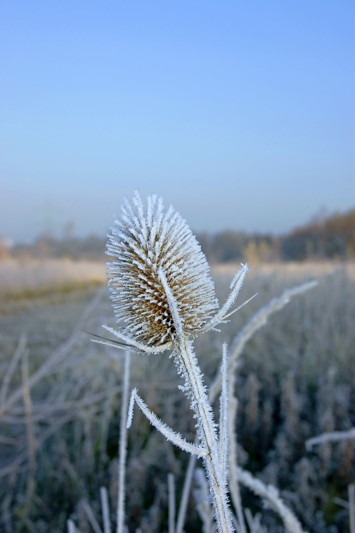 Erster Frost