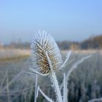 Erster Frost