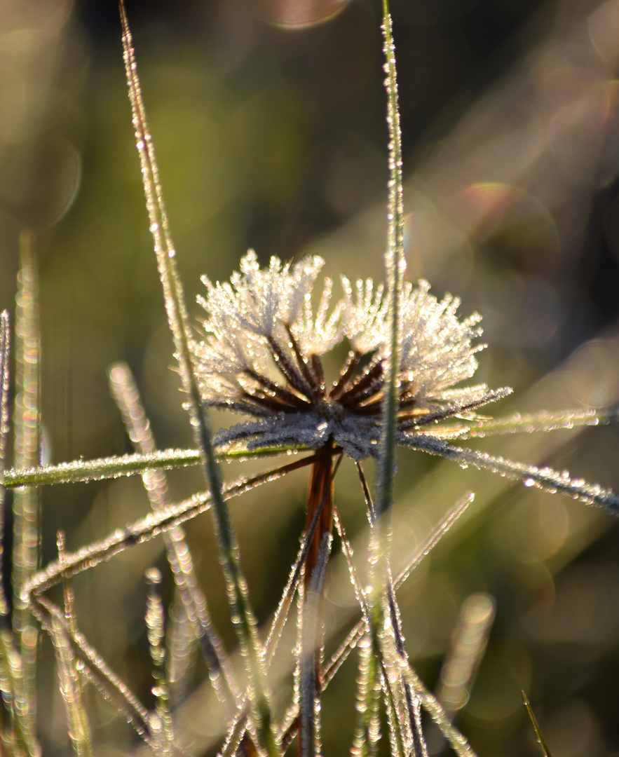 Erster Frost