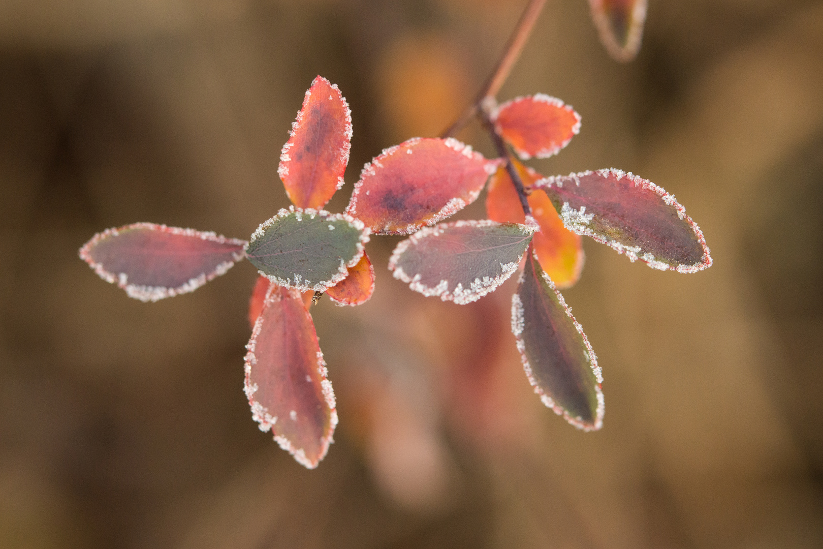 Erster Frost