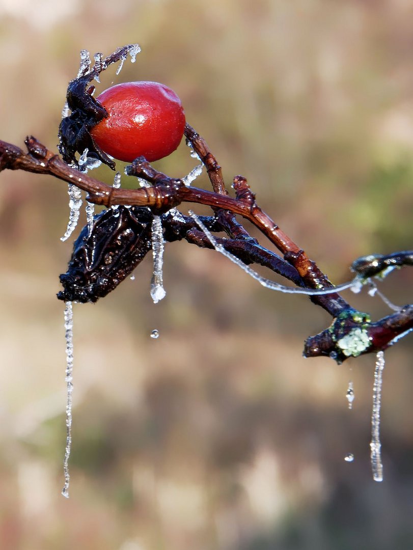 Erster Frost