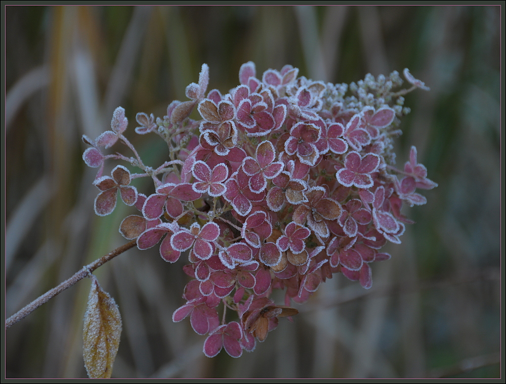 ..erster Frost