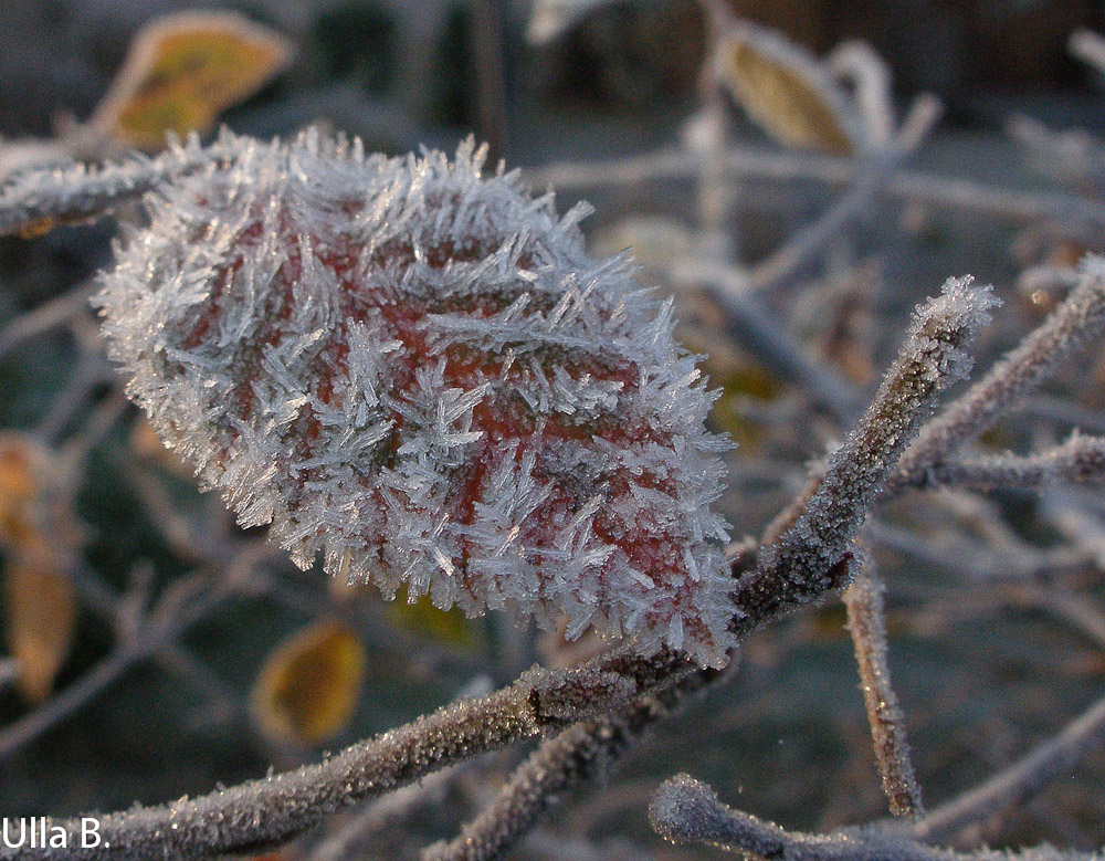 Erster Frost