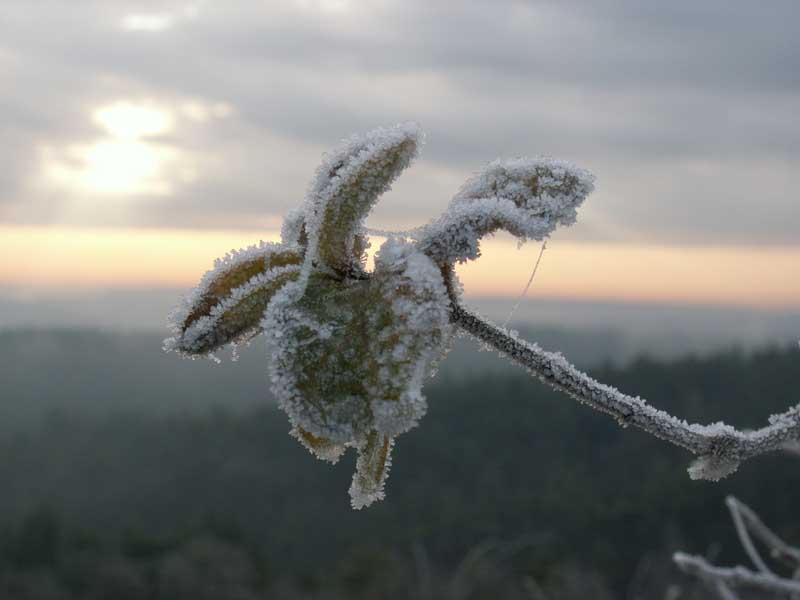 Erster Frost