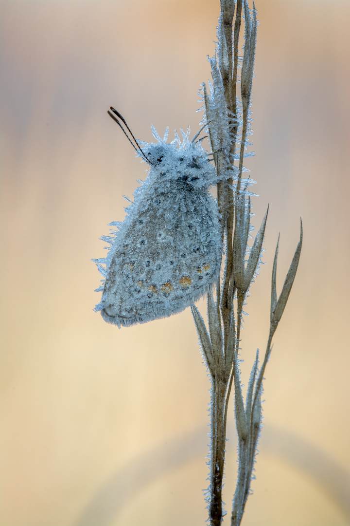 Erster Frost