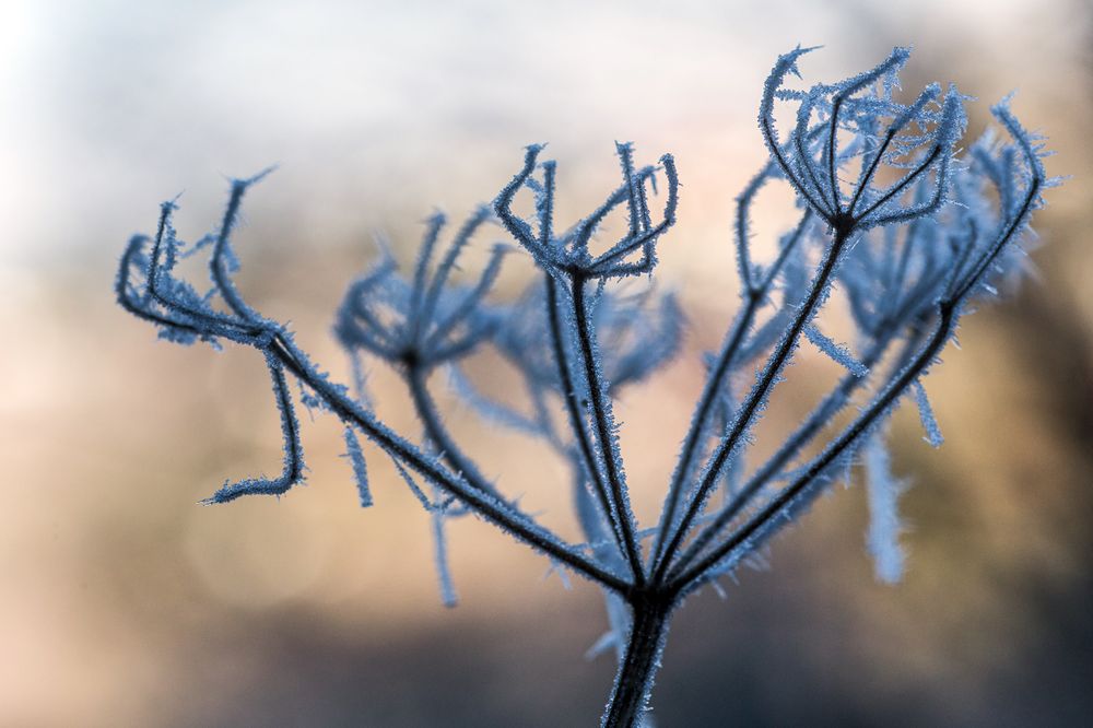 Erster Frost