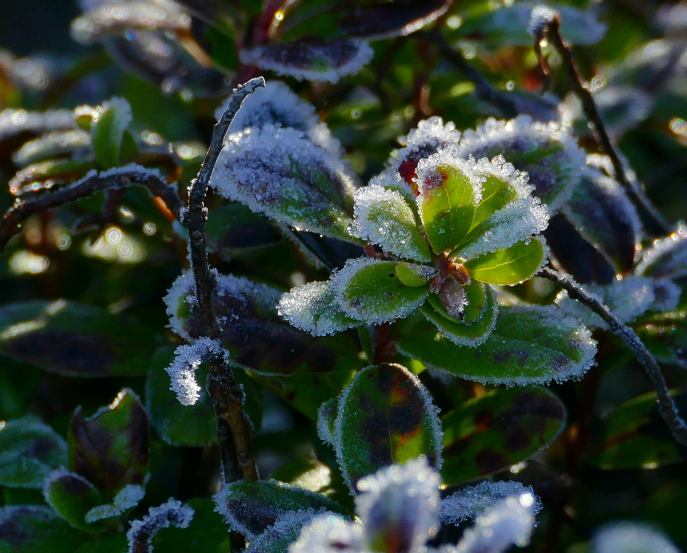 erster Frost 