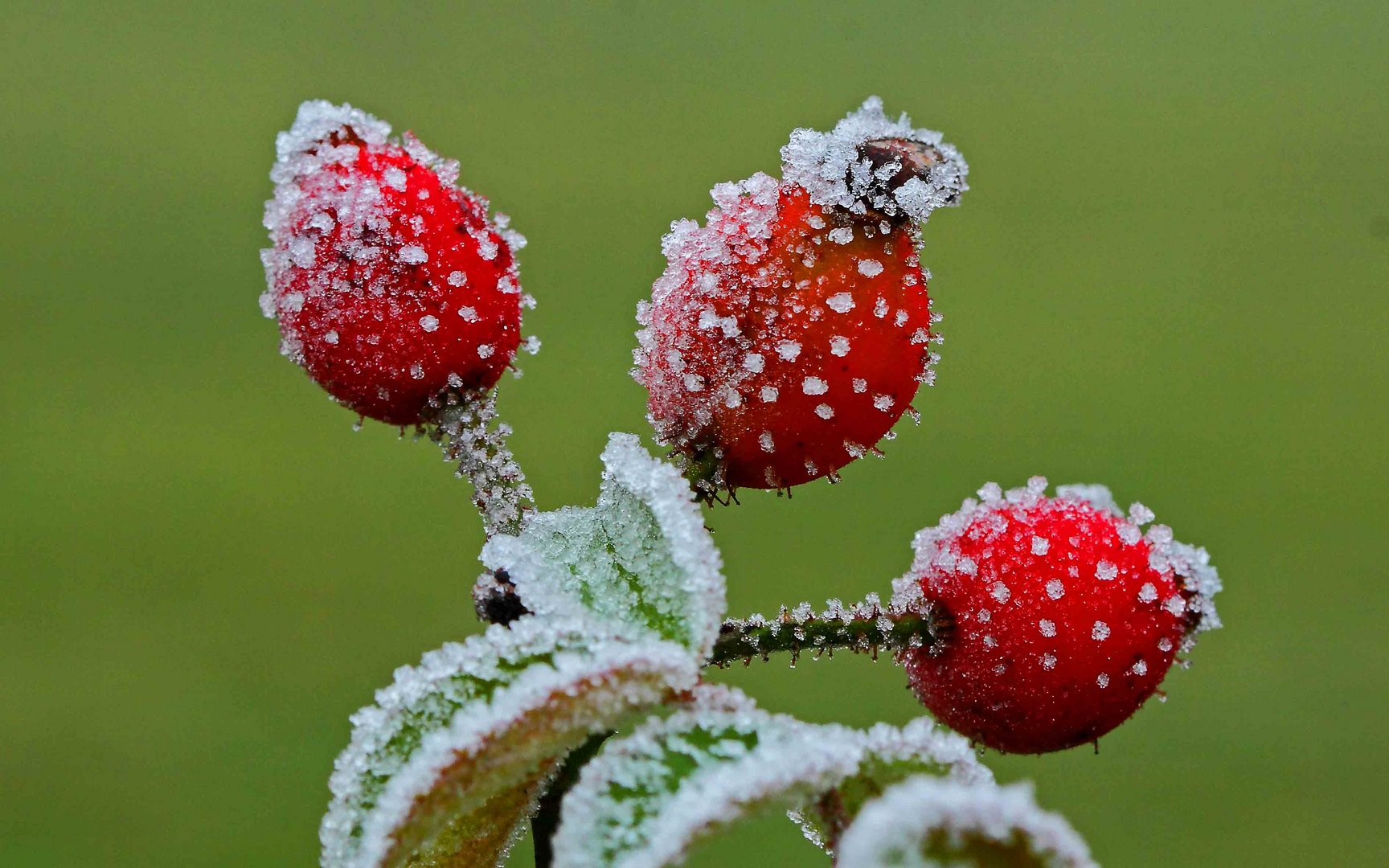 Erster Frost