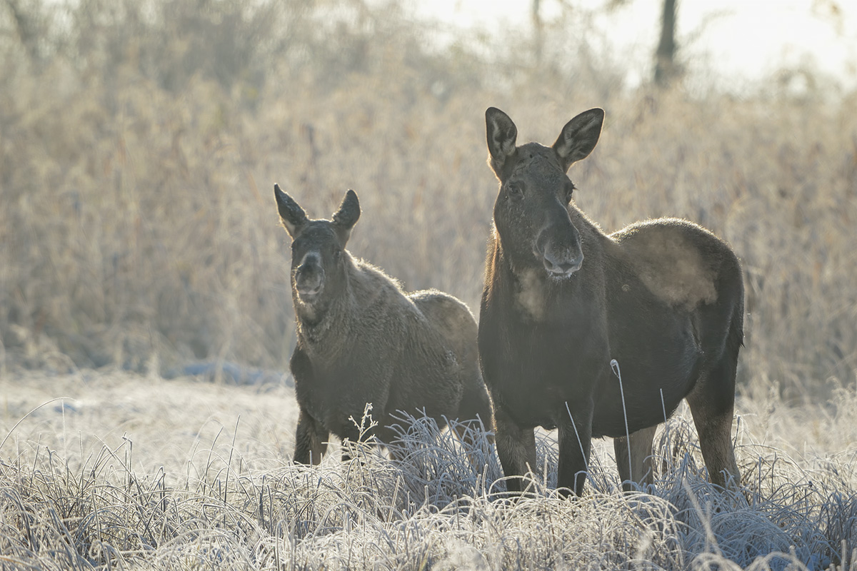 Erster Frost