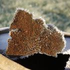 erster Frost auf dem Rost...................