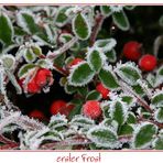 erster Frost