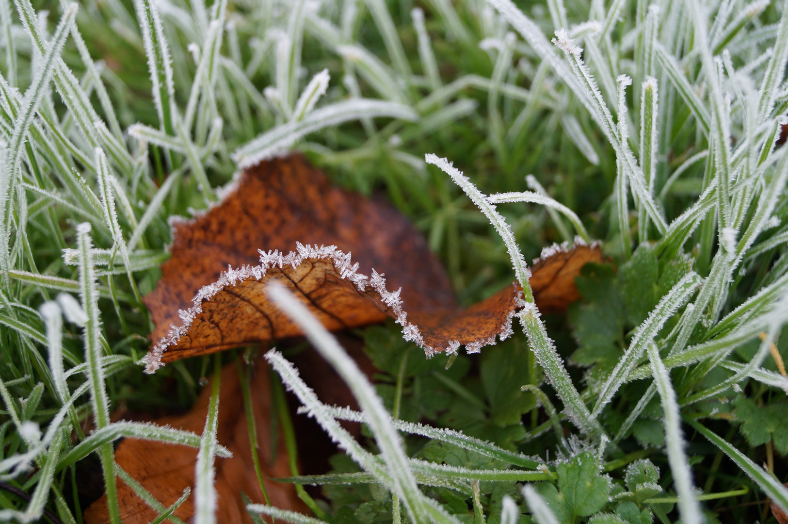 Erster Frost