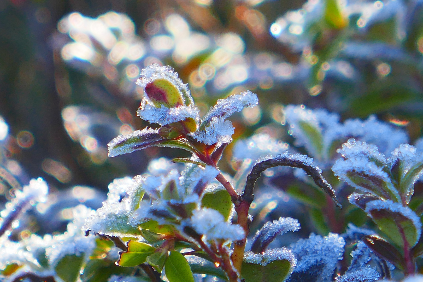 Erster Frost Foto &amp; Bild | natur, herbst, pflanzen Bilder auf fotocommunity