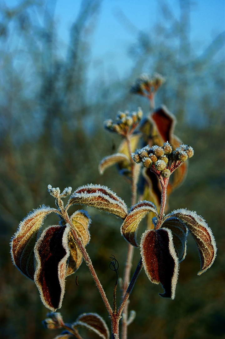 Erster Frost