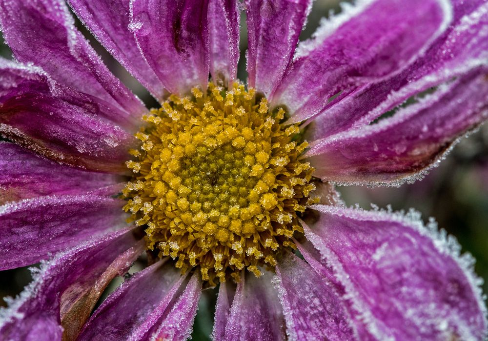 Erster Frost Foto &amp; Bild | makro, natur, herbst Bilder auf fotocommunity