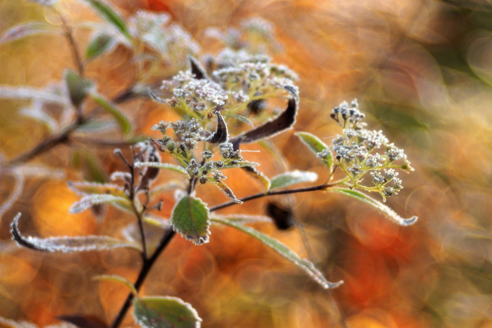 Erster Frost