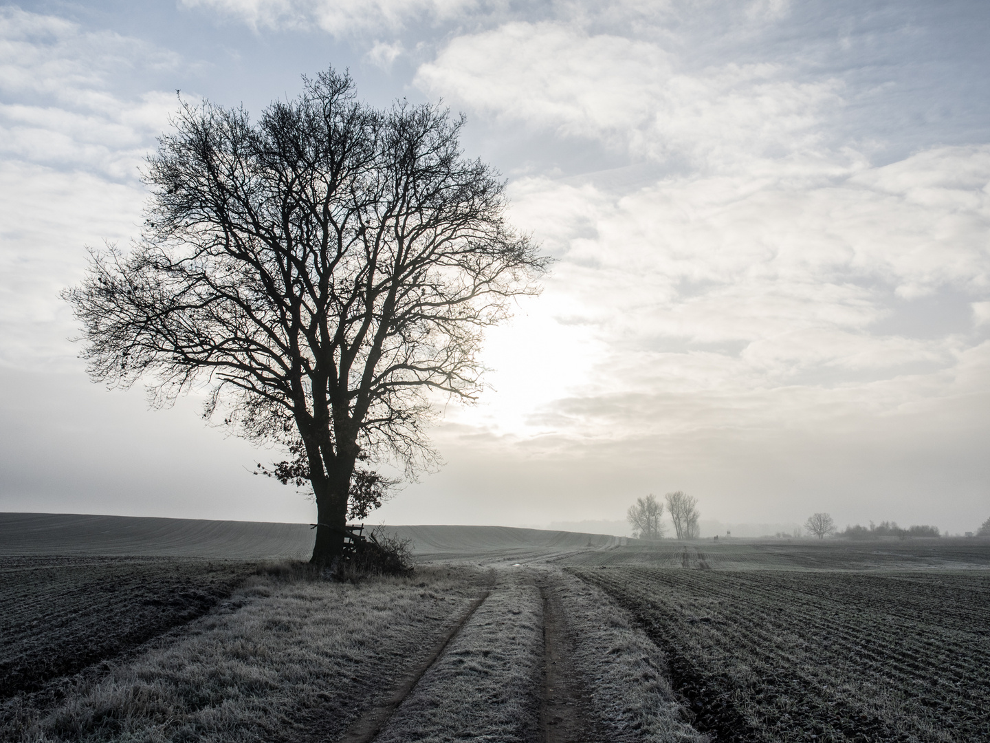 erster Frost