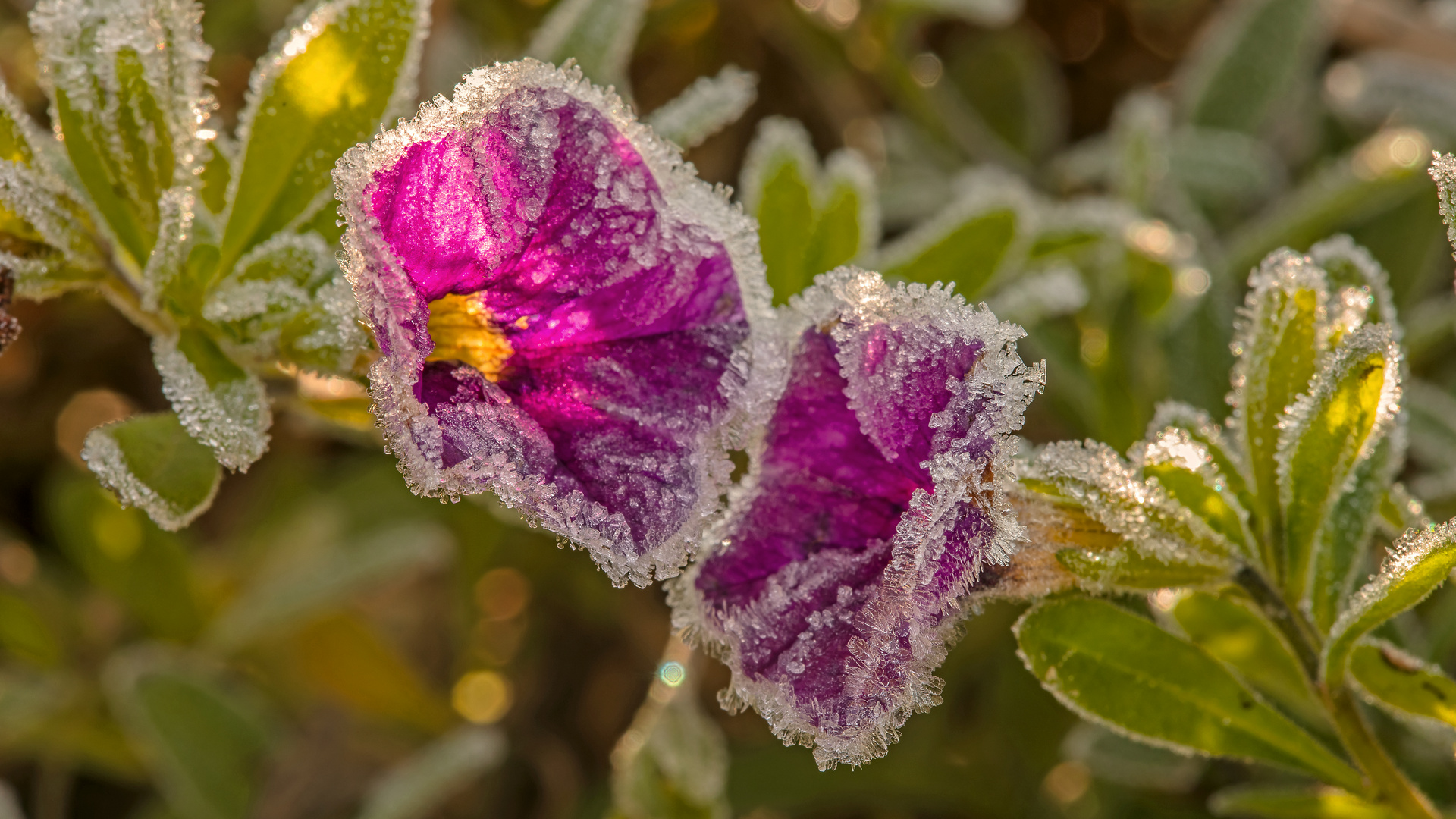 Erster Frost